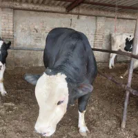 گوساله نر
