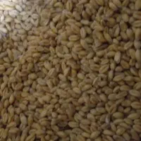 گندم پیشگام
