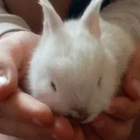 بچه خرگوش کوچک