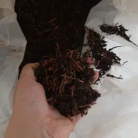 چایی ایرانی