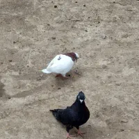 کبوتر‌ سیاه‌