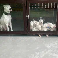 دوگو سگ گارد سگ نگهبان