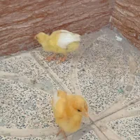 جوجه رنگی دو ماهه