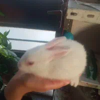 بچه خرگوش