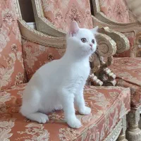 گربه اسکاتیش آنفولد ماده