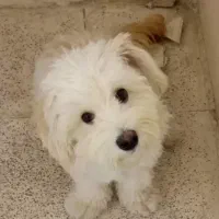 واگذاری سگ رایگان