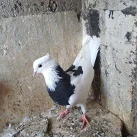 کبوتر   کلفه