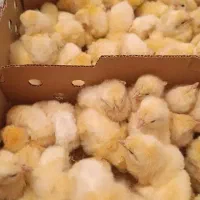 جوجه واکسن خورده سر و حال
