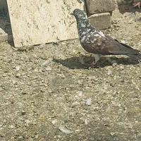 کبوتر پرشی