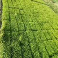 بذر نشاء شلتوک (چلتوک) کامفیروزی