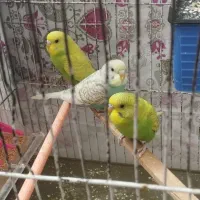 3 عدد مرغ عشق  3 یا 4 ماهه