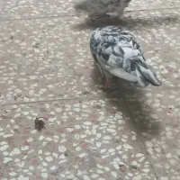 کبوتر سرور کاکلی