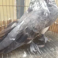 کبوتر  بپر درجه ۱