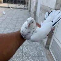 کفتر نر گرفتنی