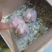 جوجه عروس پاریس لوتینو