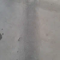 طورمرغی