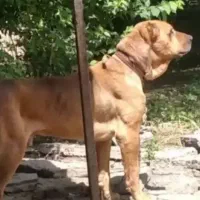 سگ سراب
