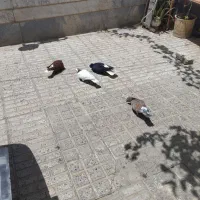 پنج تا کبوتررنگی