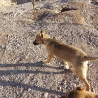 سگ بولی|سگ|بیرجند, |دیوار