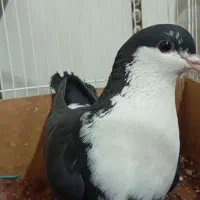 کبوتر ریش گلاب