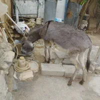 الاغ دو ساله .گله ای و باربری