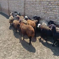 میش و شیشک قرمز پشندی
