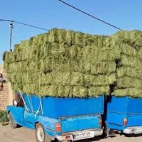 یونجه