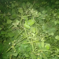 ماش ارتشی|خوردنی و آشامیدنی|گتوند, |دیوار