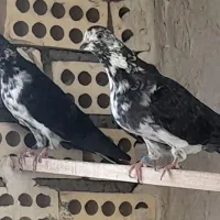 کبوتر