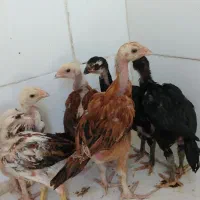 جوجه لاری