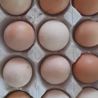 تخم مرغ محلی تازه