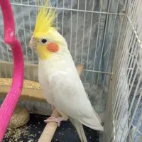 عروس هلندی نر بالغ