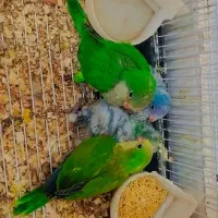 راهب سرلاکی .گرین .ملنگو.شاه طوطی