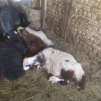 بره
