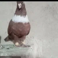 کفتر دم سفید سیاه سرخ زرد مخمل