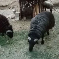 دو عدد بره چاق