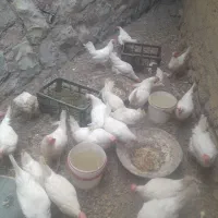 مرغ تخم گذار سفید