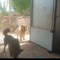 سگ پاپی نر