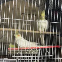 پرنده ۴ تومن