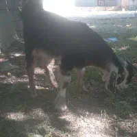 بیگ تخمی گله داری