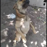 سگ سرابی فی یک و هفصد