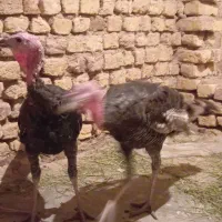بوقلمون و مرغ