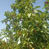 باغ۲۰۰۰متری میان کوه زیاران