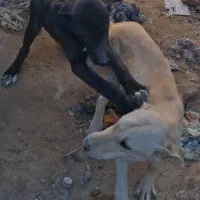 واگذاری|سگ|میلاجرد, |دیوار