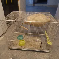 قفس