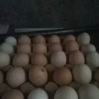 تخم مرغ نتفه دار