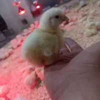 جوجه گوشتی راس ۵ روزه
