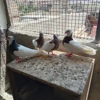 کفتر طوقی