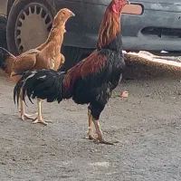 مرغ خروس لاری