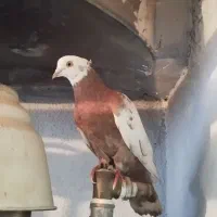 کبوتر